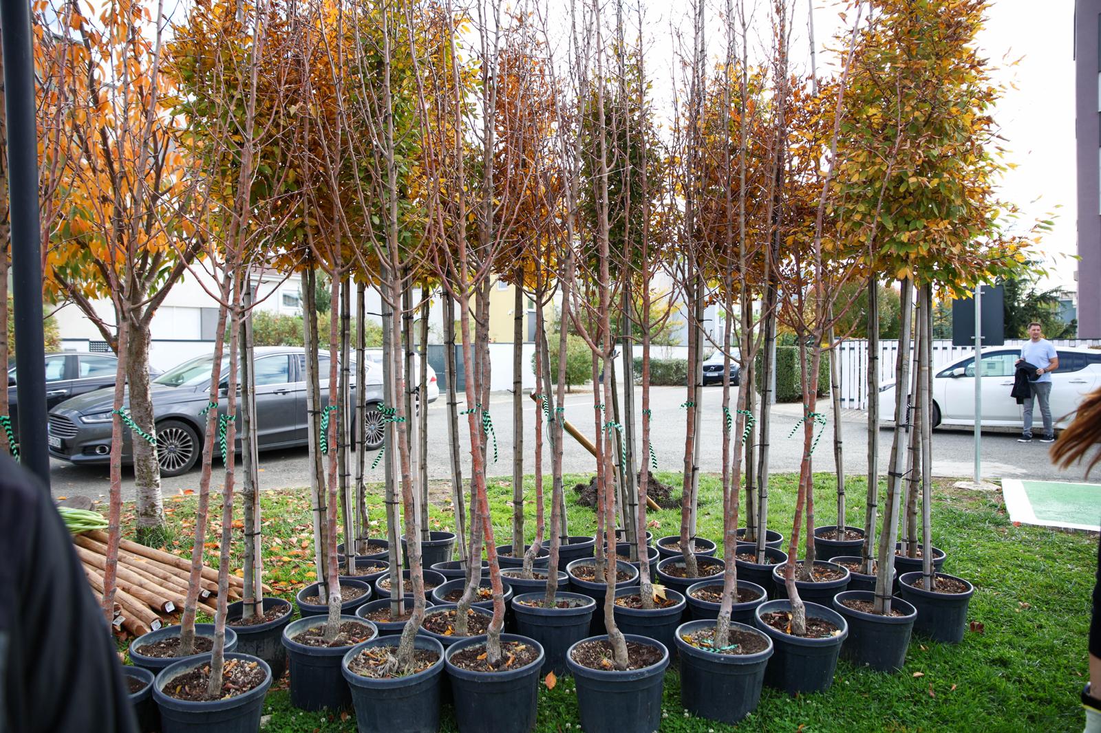 40 de copaci plantați în Parcul Nordic